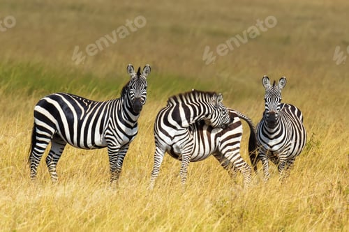 Preview: Zebra on grassland in Africa