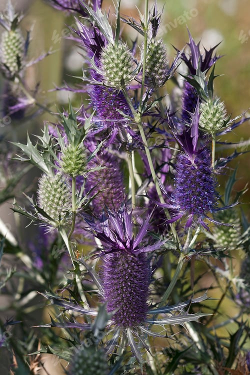 Preview: Leavenworth'S Eryngo (Eryngium Leavenworthii). Known As Sea Holly And Purple Button-Willow Also.