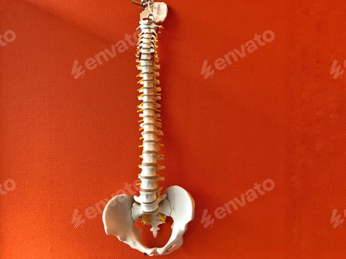 Preview: Vertebral column with orange background