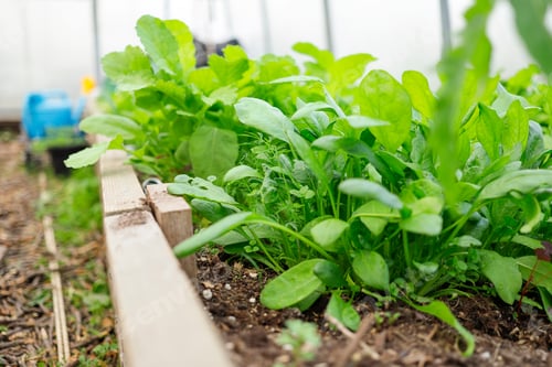 Preview: arugula and spinach plantation in greenhouse organic garden