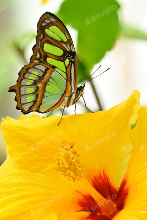 Preview: Tropical colorful butterfly resting on a yellow ibis flower