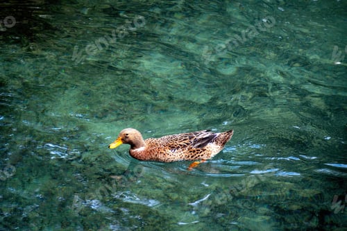 Preview: Graceful Duck on the Tranquil Waters