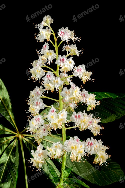 Preview: Blooming chestnut tree flowers on a black background