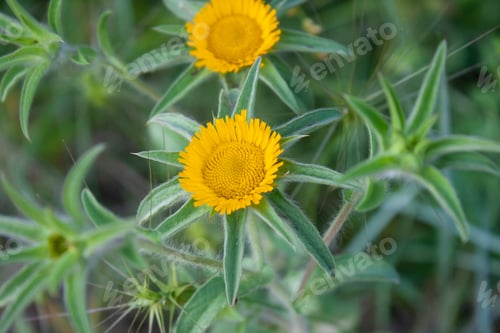 Preview: Pallenis spinosa, a genus of annual plants and perennials from the family Compositae. There are six