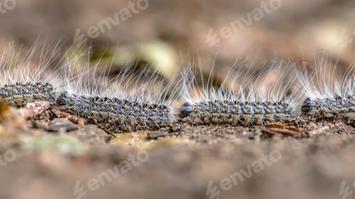 Preview: Oak processionary caterpillars