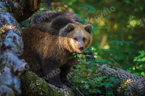 Preview: Brown bear on branch in summer forest. Animal in nature habitat. Wildlife scene