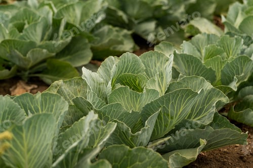 Preview: Cabbage Heads In Garden