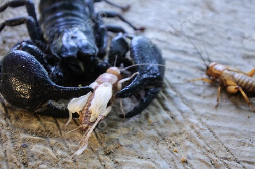 Preview: Black emperor scorpion on the sand preying on insects