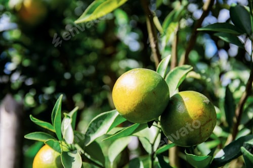 Preview: Orange on tree