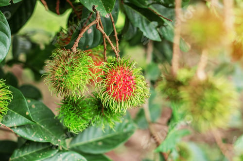 Preview: Rambutan on branches