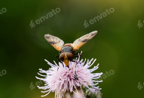 Preview: Bee collecting honey from pollen on Centaurea Nigra black Knapweed or common Knapweed