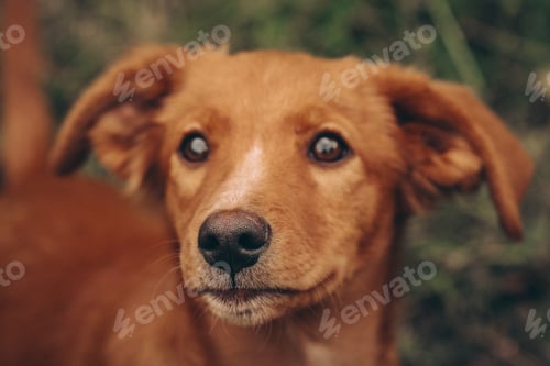 Close Up of a Dog Looking at Camera