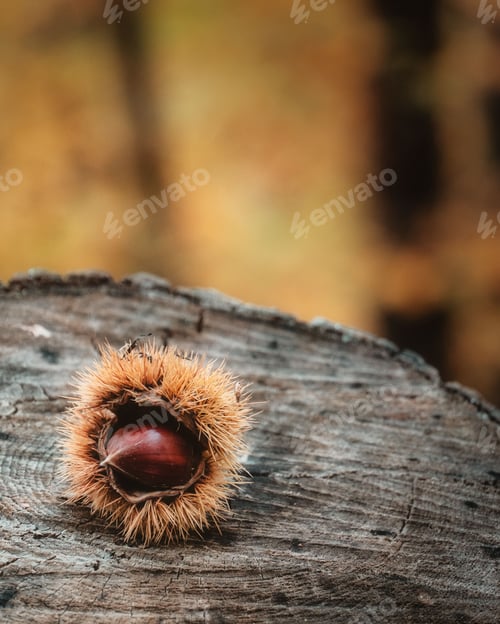 Preview: Vertical shallow focus shot of Sweet chestnut on a tree stump in the forest
