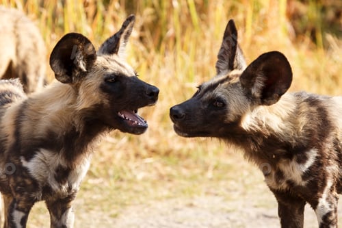 Preview: Wild Dog - Okavango Delta - Moremi N.P.