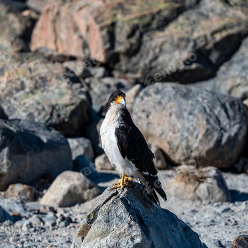 Preview: Black and white bird perches on a stone next to a flowing stream