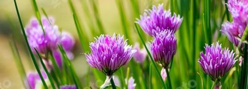 Preview: Violet wild onion Allium flowers in sun. Blooming wild spring plants.