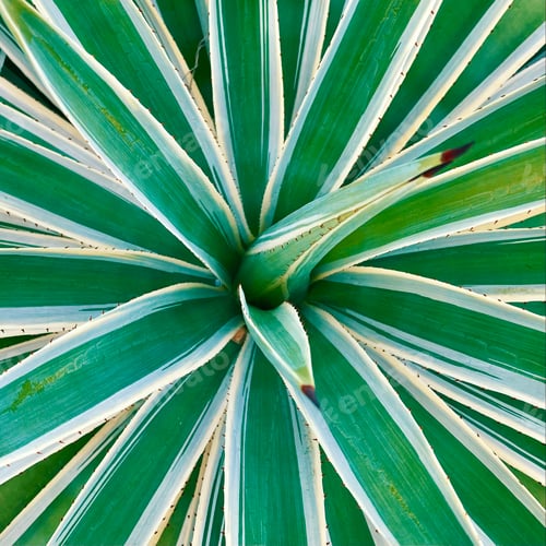 Preview: Succulents
