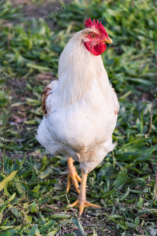 Preview: Portrait of a handsome white rooster clucking in the meadow