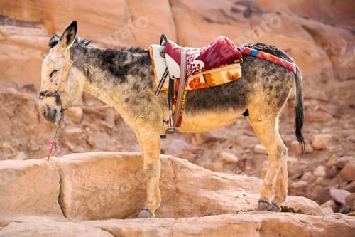 Preview: Burro