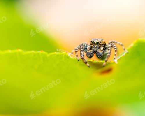 Preview: Macro shot of a spider perched on a green leaf