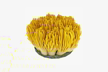 Preview: Layered coral-like structure with central oval base