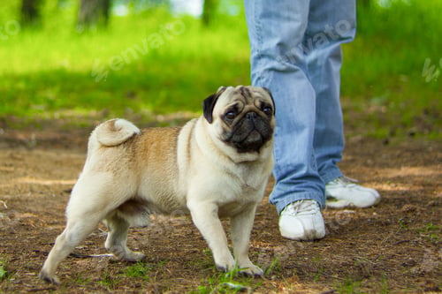 Preview: Pug, portrait. Pug dog playing outdoors. Portrait of beautiful male Pug puppy dog.