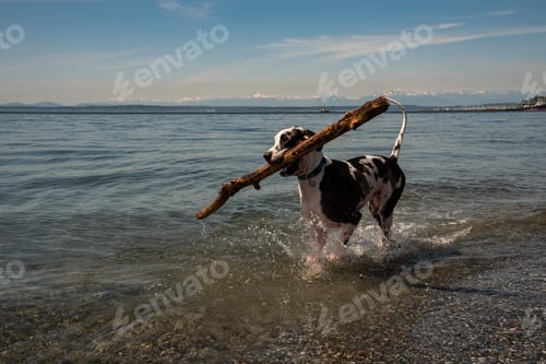 Preview: Dog bringing big stick out of surf