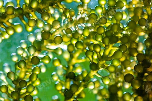 Preview: abstract texture background of green Algae