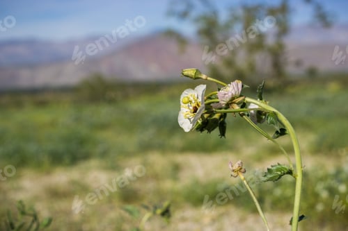 Preview: Chylismia claviformis (browneyes or brown-eyed primrose) wildflowers