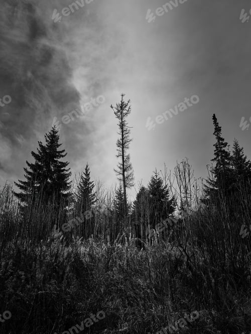 Vista previa: Trees in low angle view and dramatic clouds in black and white