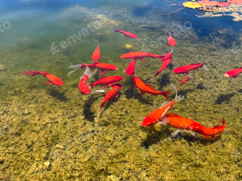 Preview: Red fish