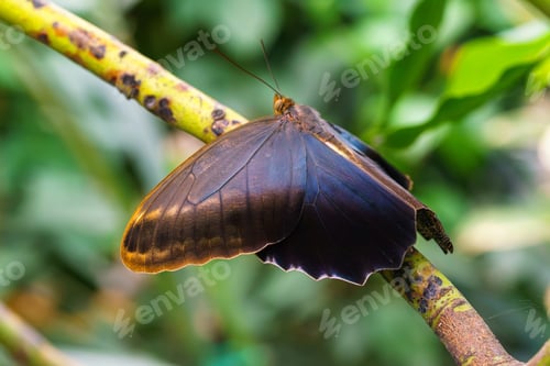 Preview: Caligo memnon, owl butterfly sitting on leaf in green outdoor garden background