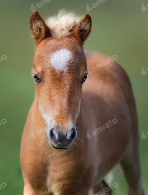 Preview: Portrait chestnut foal with white star.