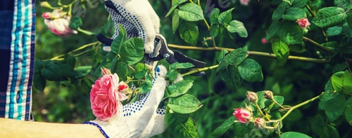 Preview: nature