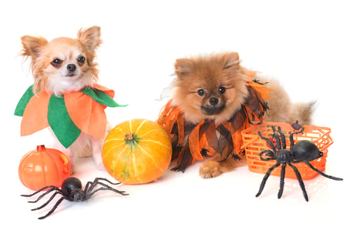 Preview: dogs and halloween