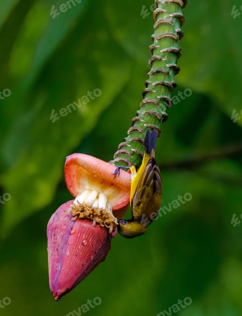 Preview: Olive-backed Sunbird also known as the yellow-bellied sunbird on a banana heart in Melaka, Malaysia.