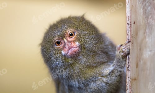 Preview: Pygmy Marmoset Peeks Around a Wooden Pole