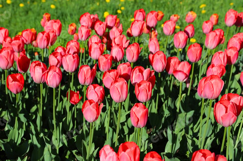 Preview: Beautiful red-pink tulips lit by the sun