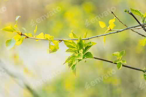 Preview: Young Spring Green Leaf Leaves Growing In Branches Of Forest Bush Plant Tree. Young Leaf In Sunlight