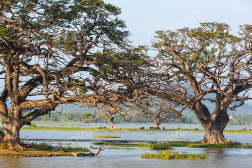 Preview: Trees on Sri Lanka