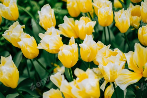 Preview: Blooming flowers tulips in the spring garden keukenhof.