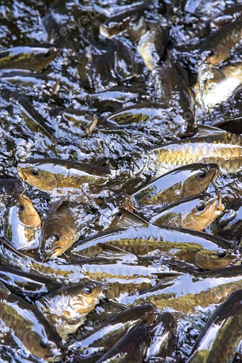 Preview: Kelah Fish at Kenyir Lake Kelah Sanctuary near Hulu Terengganu, Malaysia.