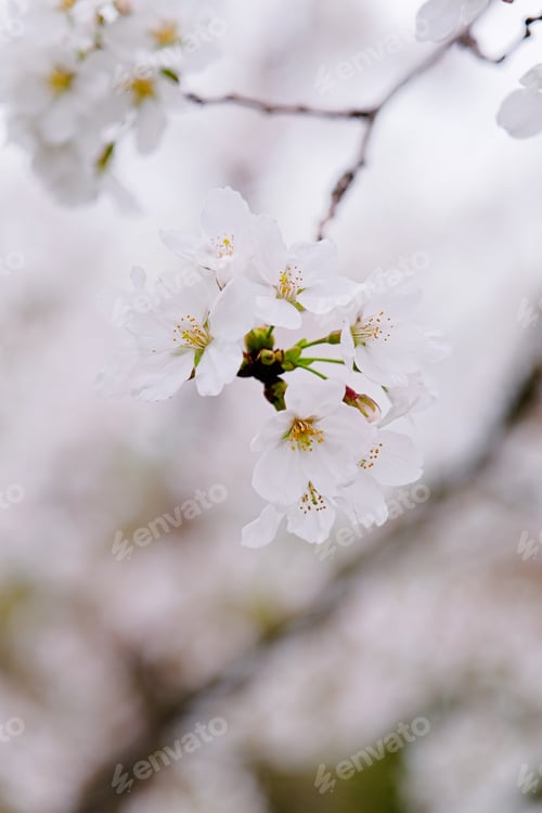 Preview: Cherry blossoms macro flower, blurred background