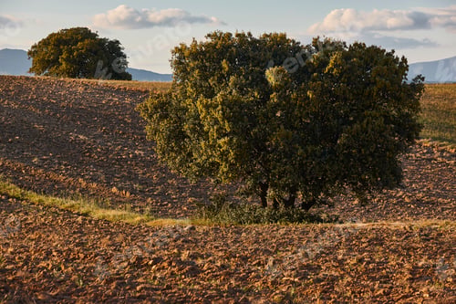 Preview: Fallow land. Rural landscape in Spain. Agriculture. Environment