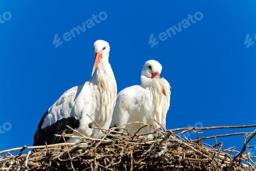 Preview: white stork
