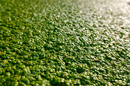 Preview: Macro of many green round leaves of aquatic plant, Lemnoideae, growing on the water of a stream.
