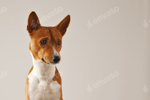 Preview: Portrait of a cute basenji dog