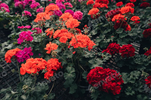 Preview: Flowers in the greenhouse,Pink and orange flower pattern