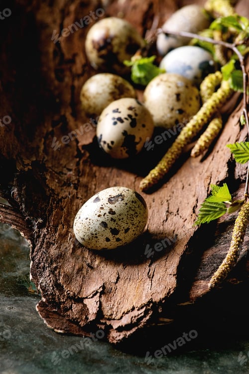 Preview: Quail Easter eggs in nest