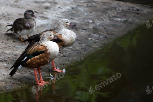Preview: Ducks near the river